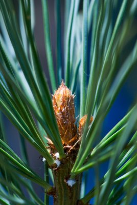 Pinus lambertiana - borovice lambertova - svíce